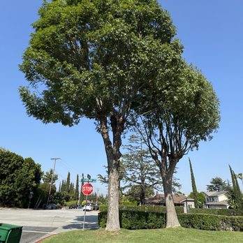 Family Tree Service - After - Landscaping Near Me Family Tree Service - After - Landscaping Near Me