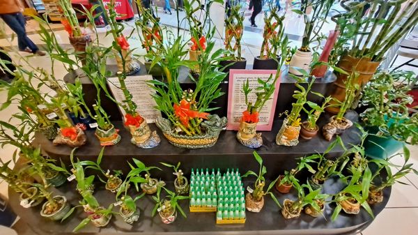 Seafood City Supermarket by null