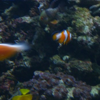 Ripley's Mirror Maze - clownfish - Aquariums Near Me - Myrtle Beach, South Carolina Ripley's Mirror Maze - clownfish - Aquariums Near Me - Myrtle Beach, South Carolina