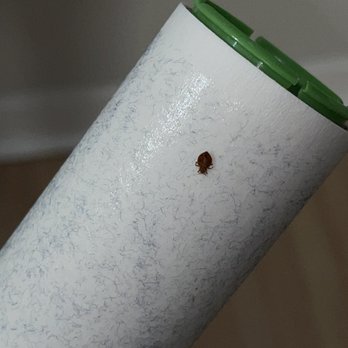 Jalen Management - bed bug - still told no activity - Property Management Near Me - Brooklyn, New York Jalen Management - bed bug - still told no activity - Property Management Near Me - Brooklyn, New York