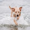 Del Mar Dog Beach gift card
