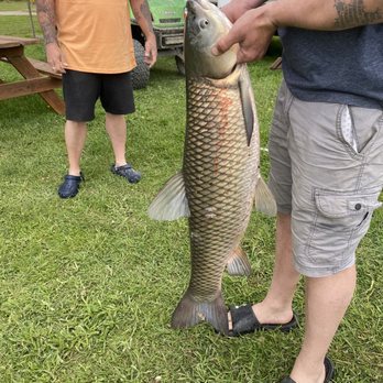 Campers Haven - Large carp caught from the lake. There is excellent fishing here! - Campgrounds Near Me - Bath, New York