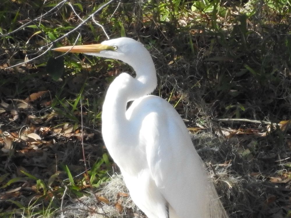 Pasco County of Image