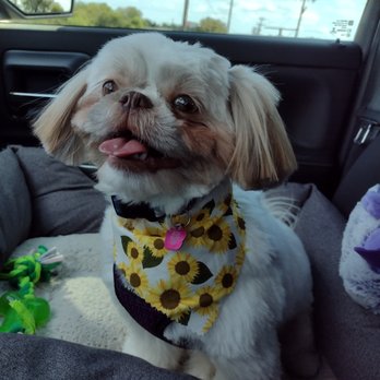 Haute Paws Escape - Pet Groomers Near Me - Mckinney, Texas