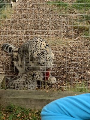 Highland Wildlife Park by null