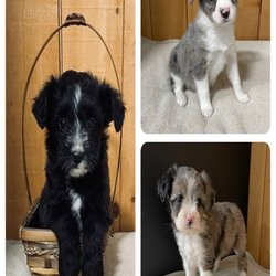 Sunset Ridge Puppies