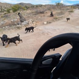 Local Ranch had puppies wandering about saying hi to everyone who went by Local Ranch had puppies wandering about saying hi to everyone who went by