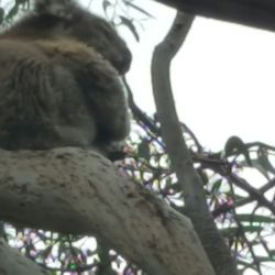 Kafe Koala - Koalas in the wild at kafe koala.