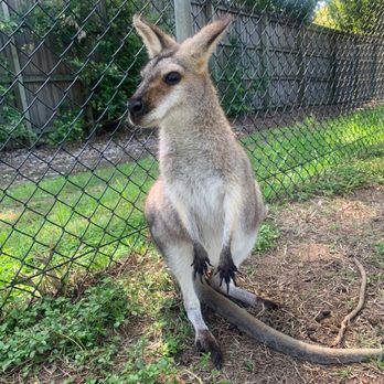 Lone Pine Koala Sanctuary - Sweetheart that let me feee him - Zoos Near Me - Fig Tree Pocket, QLD