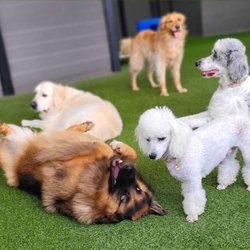 Super Dog - Daycare and Boarding - Group playing time