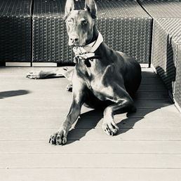 Scarlet