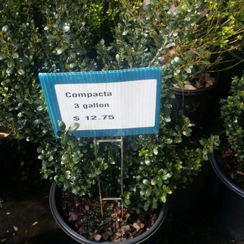 Woody's Nursery - Compacta holly shrub for great price - Nurseries & Gardening Near Me - Duluth, Georgia