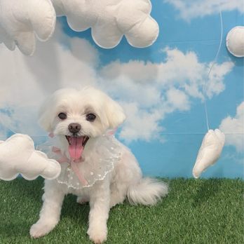 My Best Friend Dog Spa - Pet Groomers Near Me - Honolulu, Hawaii My Best Friend Dog Spa - Pet Groomers Near Me - Honolulu, Hawaii
