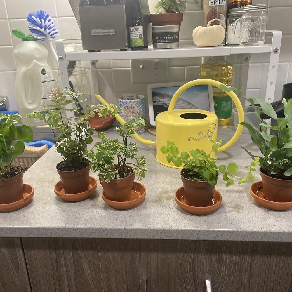 Indoor Sun Shoppe - baby plants - Nurseries & Gardening Near Me - Seattle, Washington Indoor Sun Shoppe - baby plants - Nurseries & Gardening Near Me - Seattle, Washington