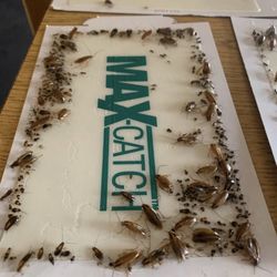 All N One Pest Eliminators - Need help with roaches?? Call us