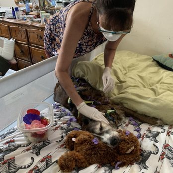 Pets Eternal Rest - Dr. Cheryl lovingly saying hello to my dog to let her know she was there to help her. - Veterinarians Near Me - Walnut Creek, California