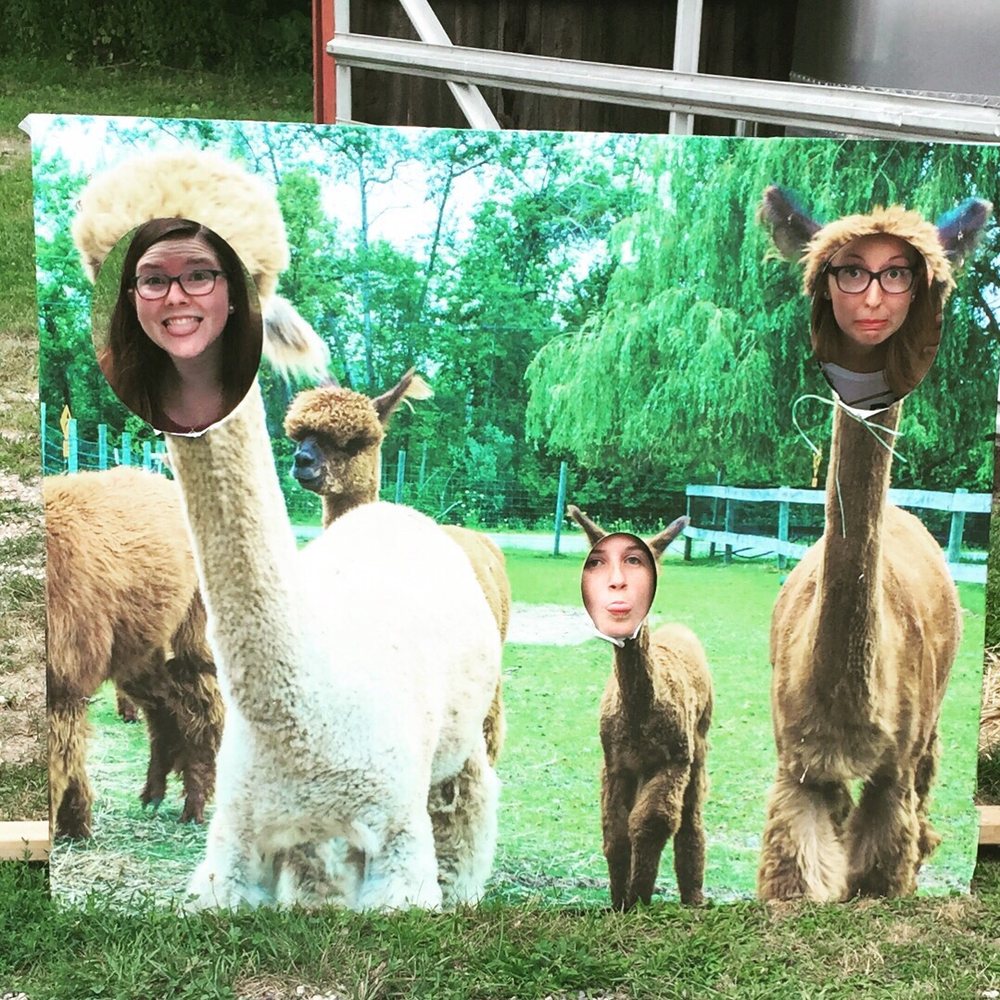 Crystal Lake Alpacas - Accessories Near Me - Frankfort, Michigan