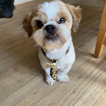 Bark Ave Bath & Biscuit - Happy boy with his handsome cut! - Pet Groomers Near Me - Lake Ronkonkoma, New York Bark Ave Bath & Biscuit - Happy boy with his handsome cut! - Pet Groomers Near Me - Lake Ronkonkoma, New York