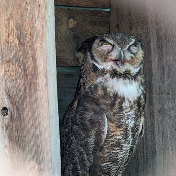 California Raptor Center - Specialty Schools Near Me - Davis, California California Raptor Center - Specialty Schools Near Me - Davis, California