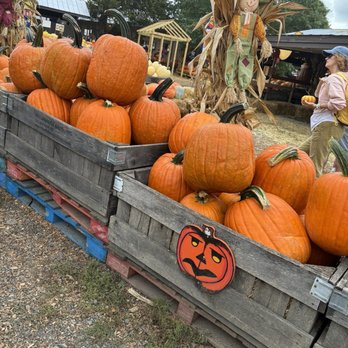 Cox Farms - Attraction Farms Near Me - Centreville, Virginia