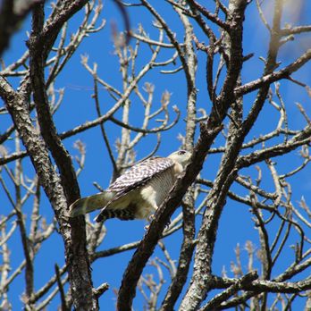 Oil Well Park - Red-shouldered hawk - Parks Near Me - Immokalee, Florida Oil Well Park - Red-shouldered hawk - Parks Near Me - Immokalee, Florida