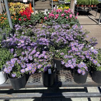 Calloway's Nursery - Nurseries & Gardening Near Me - Fort Worth, Texas Calloway's Nursery - Nurseries & Gardening Near Me - Fort Worth, Texas