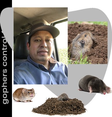 Redwood City Gopher Catcher