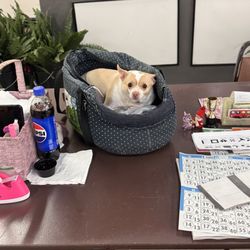 Boise Bingo - This sweet little girl is the mascot. Super chill little kid. Ugh so cute!