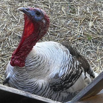 Three Chicks Feed, Seed & Cafe - Cafes Near Me - Texarkana, Arkansas Three Chicks Feed, Seed & Cafe - Cafes Near Me - Texarkana, Arkansas