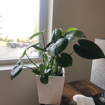 Mahoney's Garden Center - Monstera + pot from Mahoney's - Nurseries & Gardening Near Me - Winchester, Massachusetts Mahoney's Garden Center - Monstera + pot from Mahoney's - Nurseries & Gardening Near Me - Winchester, Massachusetts