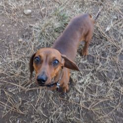 Dorothea Dix Dog Park