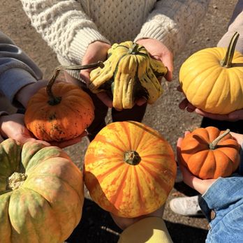 Cox Farms - Free pumpkins - Attraction Farms Near Me - Centreville, Virginia Cox Farms - Free pumpkins - Attraction Farms Near Me - Centreville, Virginia