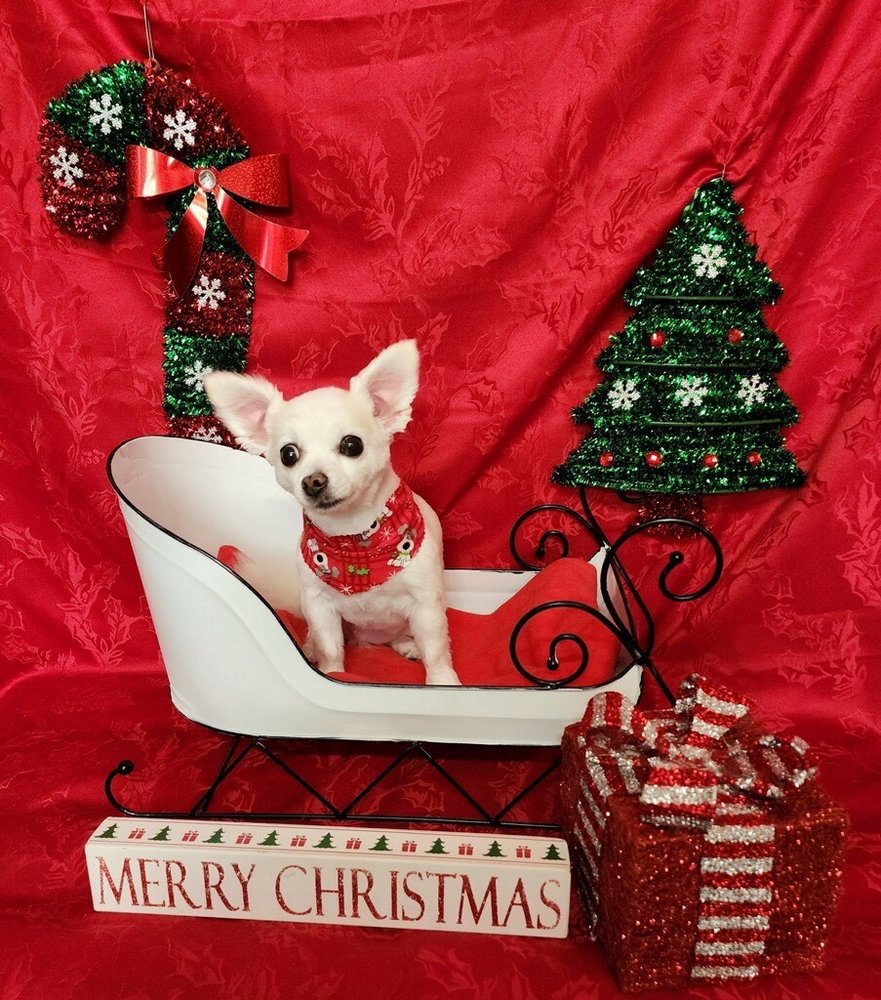 The Posh Paw Pet Spa & Boutique Image