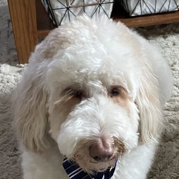 Cuts For Mutts - Pet Groomers Near Me - Alpena, Michigan