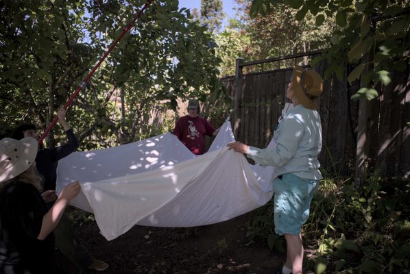 Portland Fruit Tree Project by null