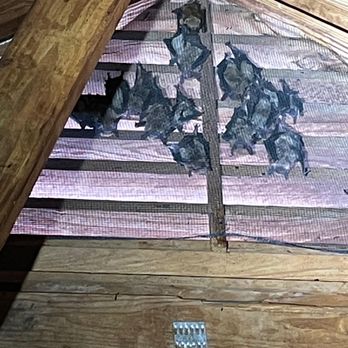 Alpha Wildlife - Bat Removal - Alpha Wildlife Charleston - Wildlife Control Near Me - Charleston, South Carolina Alpha Wildlife - Bat Removal - Alpha Wildlife Charleston - Wildlife Control Near Me - Charleston, South Carolina