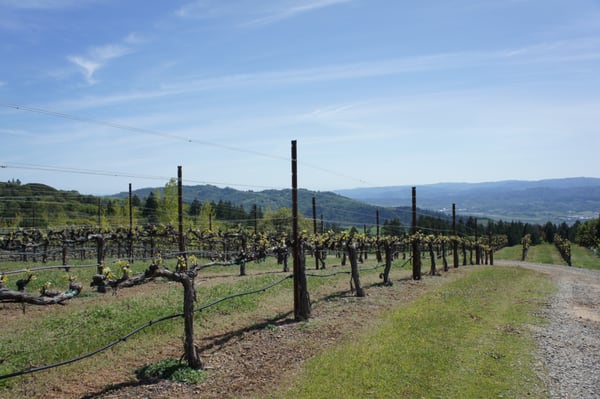 BobDog Wines by null