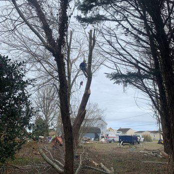 William Dagenhart Tree Service - Tree Services Near Me - Pittsville, Maryland William Dagenhart Tree Service - Tree Services Near Me - Pittsville, Maryland