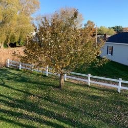 Masi Tree Service - Pruned full size adult Cherry Tree in November.
