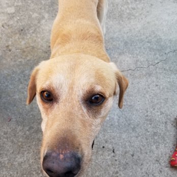 Joybound People & Pets - First photo at his new home - Animal Shelters Near Me - Walnut Creek, California Joybound People & Pets - First photo at his new home - Animal Shelters Near Me - Walnut Creek, California