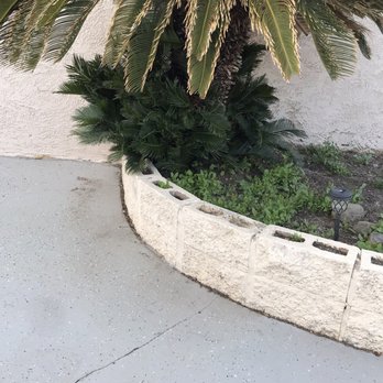 Excellent Tree Service - Sago palm before - Tree Services Near Me