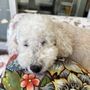 Photo of Friendly Paws Mobile Grooming