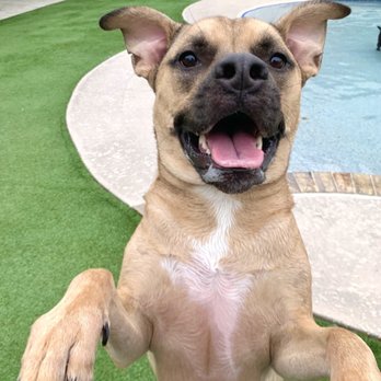 Pet Paradise Ft. Myers - Pet Boarding Near Me - Ft. Myers, Florida Pet Paradise Ft. Myers - Pet Boarding Near Me - Ft. Myers, Florida