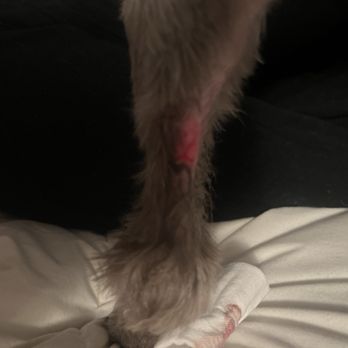 その他 Posh Pups: Dogs Who Live Better Than You Do Posh Pups