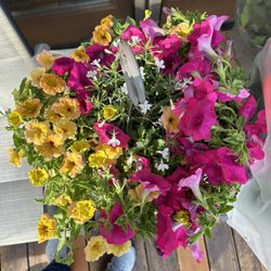 Vanwingerden Greenhouses - Petunia basket