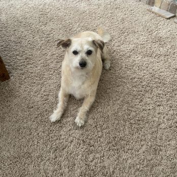 Katie’s Cuties - Another happy customer! - Pet Groomers Near Me - Mission Viejo, California