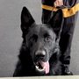 Photo of Happy Dogs Boarding and Training