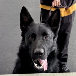 Happy Dogs Boarding and Training - Happy Dog!