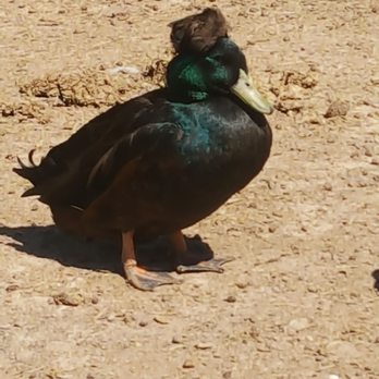 7 Acre Wood - Duck w/a toupee lol - Parks Near Me - Conroe, Texas