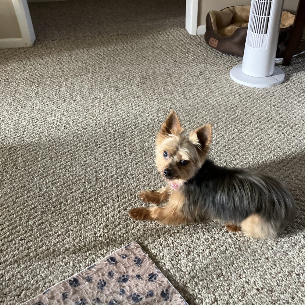 Underdog Pet Stylist - 10 year old Leah. I adopted her 2 years ago from SPARC & Bea was her very first groomer. - Pet Groomers Near Me - Oxnard, California Underdog Pet Stylist - 10 year old Leah. I adopted her 2 years ago from SPARC & Bea was her very first groomer. - Pet Groomers Near Me - Oxnard, California